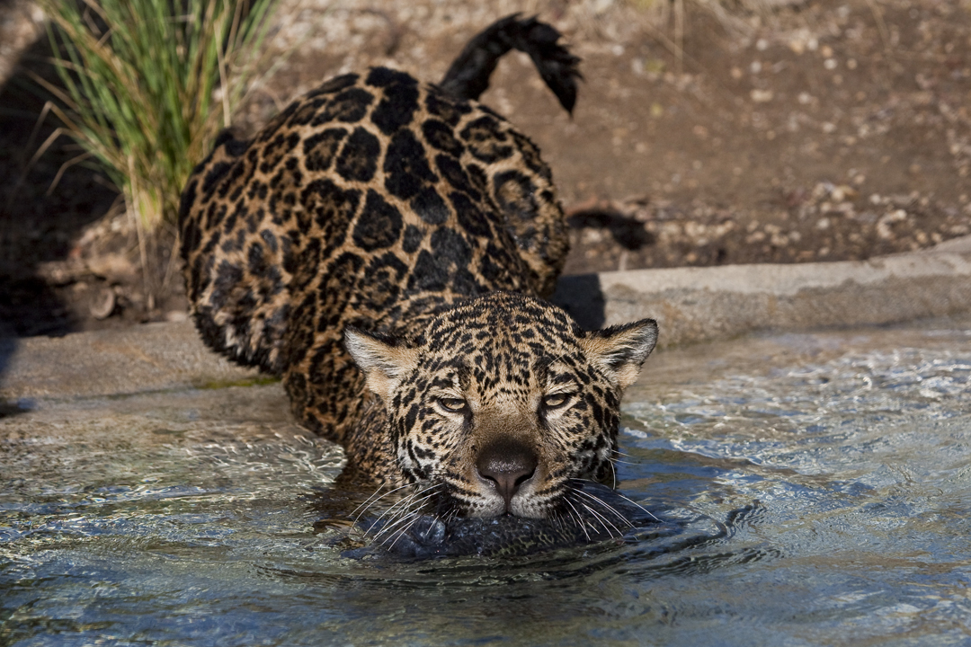 Nindiri, jaguar