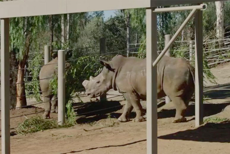 Rhino Rescue Center