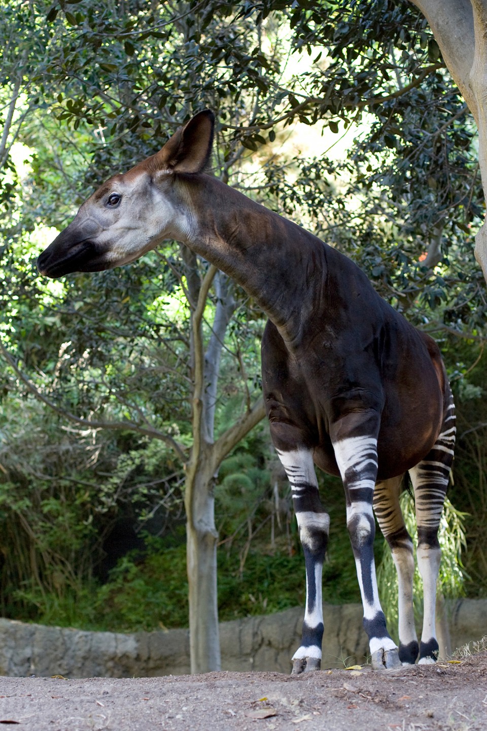 Okapi