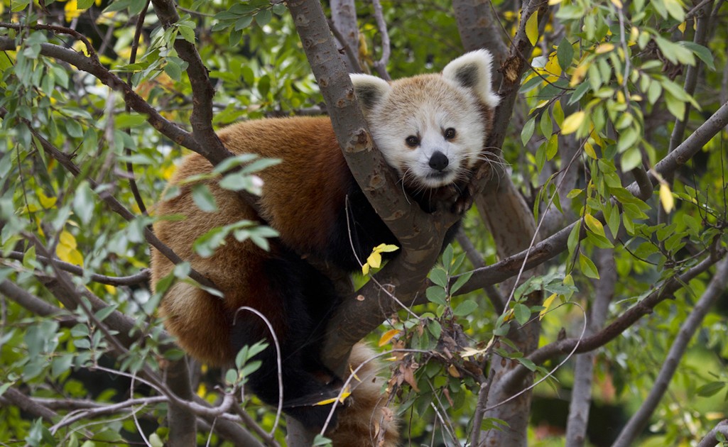 Lucy, red panda | San Diego Zoo 100