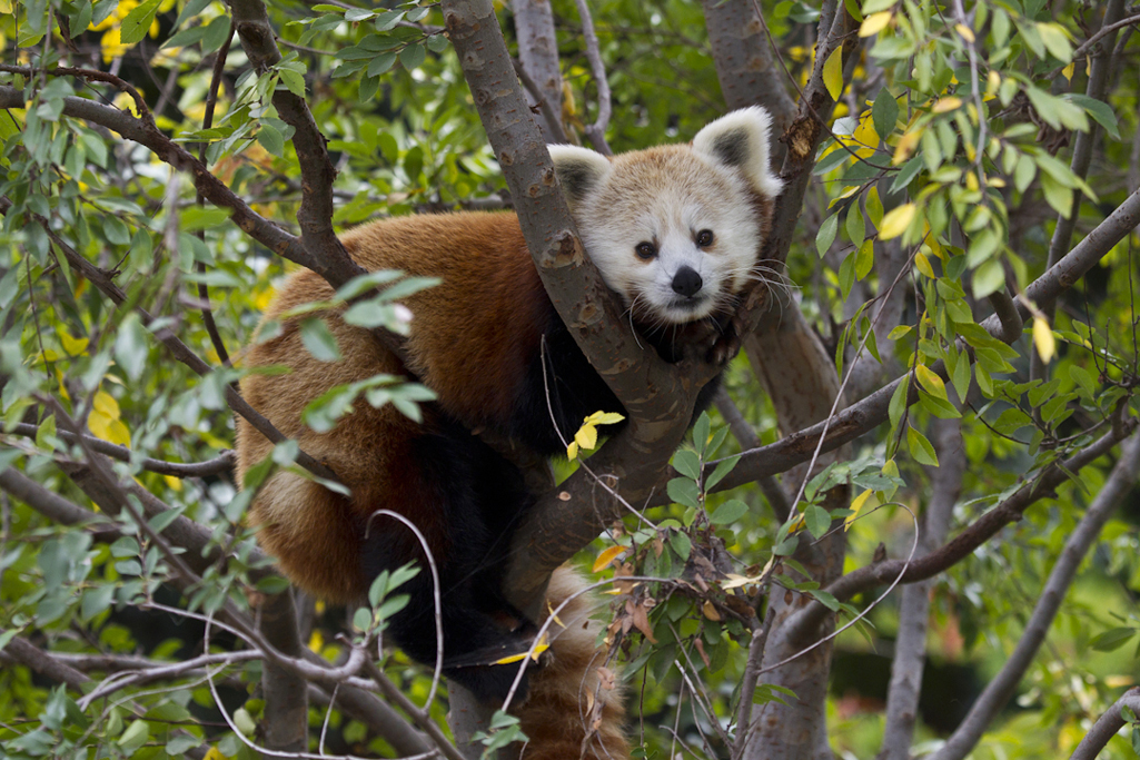 Lucy, red panda