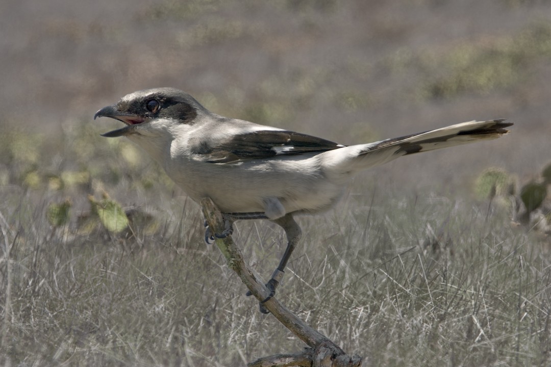 The San Clemente Island loggerhead shrike is a subspecies only found in this one location. It is a predatory songbird, an interesting combination of an agile bird about the size of a mockingbird with a pretty call that also has a sharp beak and claws for hunting mice and lizards. Its population had declined as the result of habitat degradation—more than 150 years ago, goats had been introduced to the island and became feral over time, eating all the native vegetation, which the shrikes depended on for nest sites and shelter. Another aspect of the recovery program was to control and restrict the goat population and implement habitat restoration.