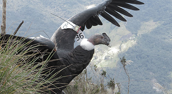 Andean condor release