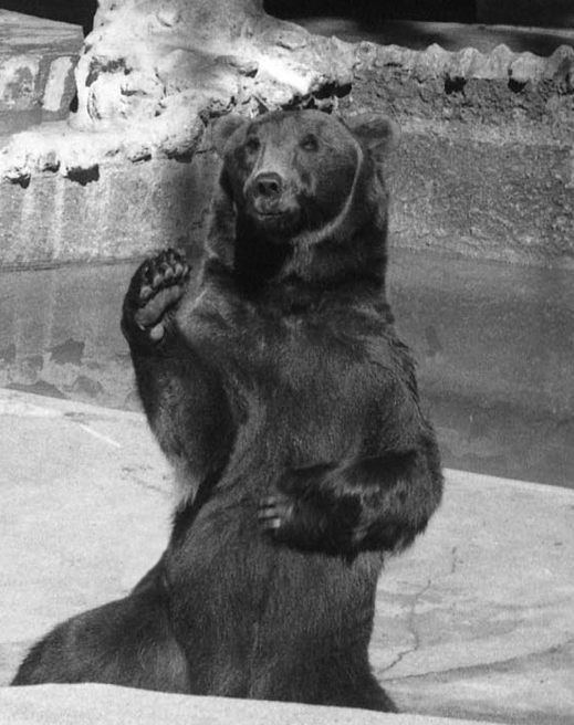 When Chester the Alaskan brown bear waved, the world waved back! He even knew how to wave with one paw and rub his tummy with the other paw, which never failed to delight his fans.