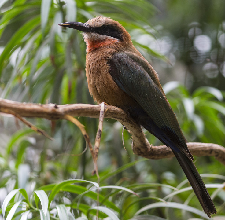 Bee-eaters in the African Woodland Aviary have specially designed burrow nests they can use set into the dirt bank wall.