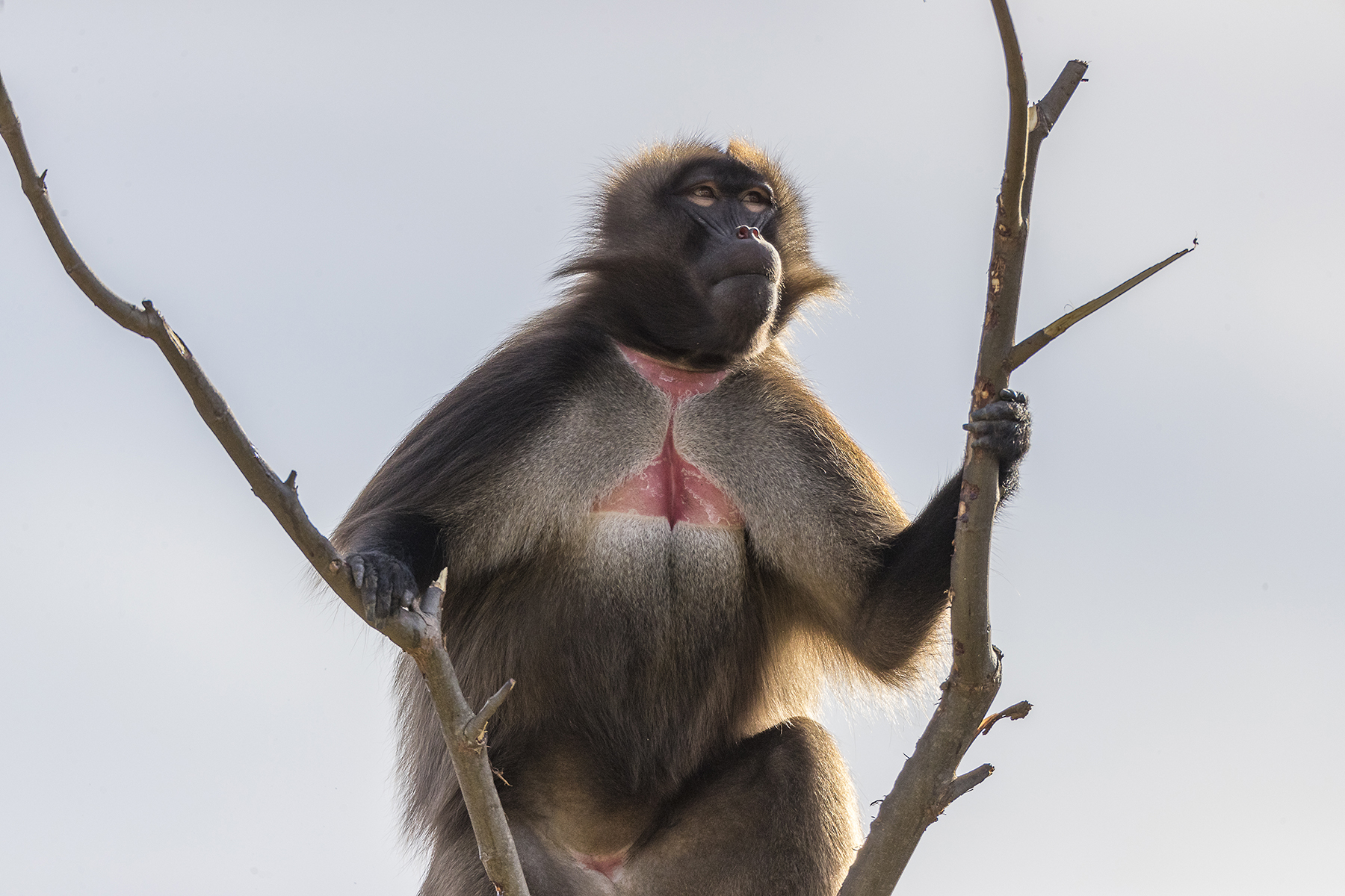 Rare in zoos, a bachelor group of geladas make their home in the Ethiopian Highlands.