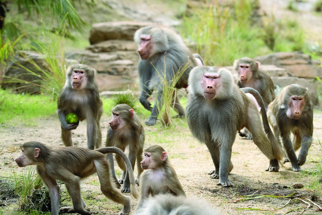 Also in the Ethiopian Highlands is a large, busy, and often noisy troop of Hamadryas baboons. Stick around and watch for a while—there's always something going on!