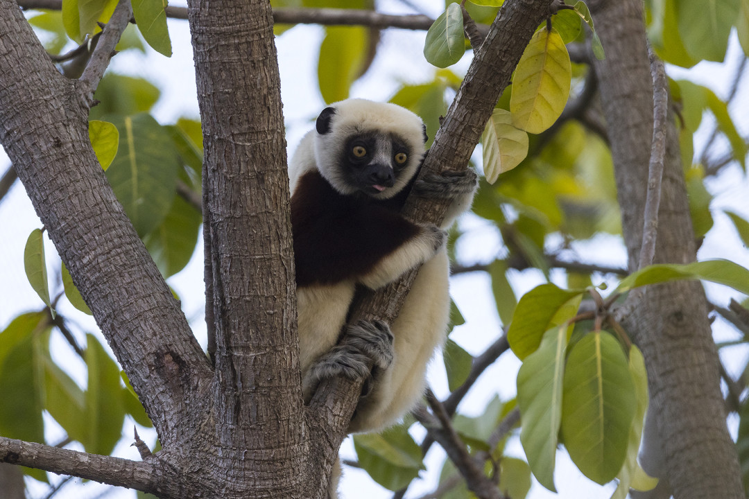 Africa Rocks features seven different species of lemurs, including the lively and nimble Coquerel's sifaka seen here.