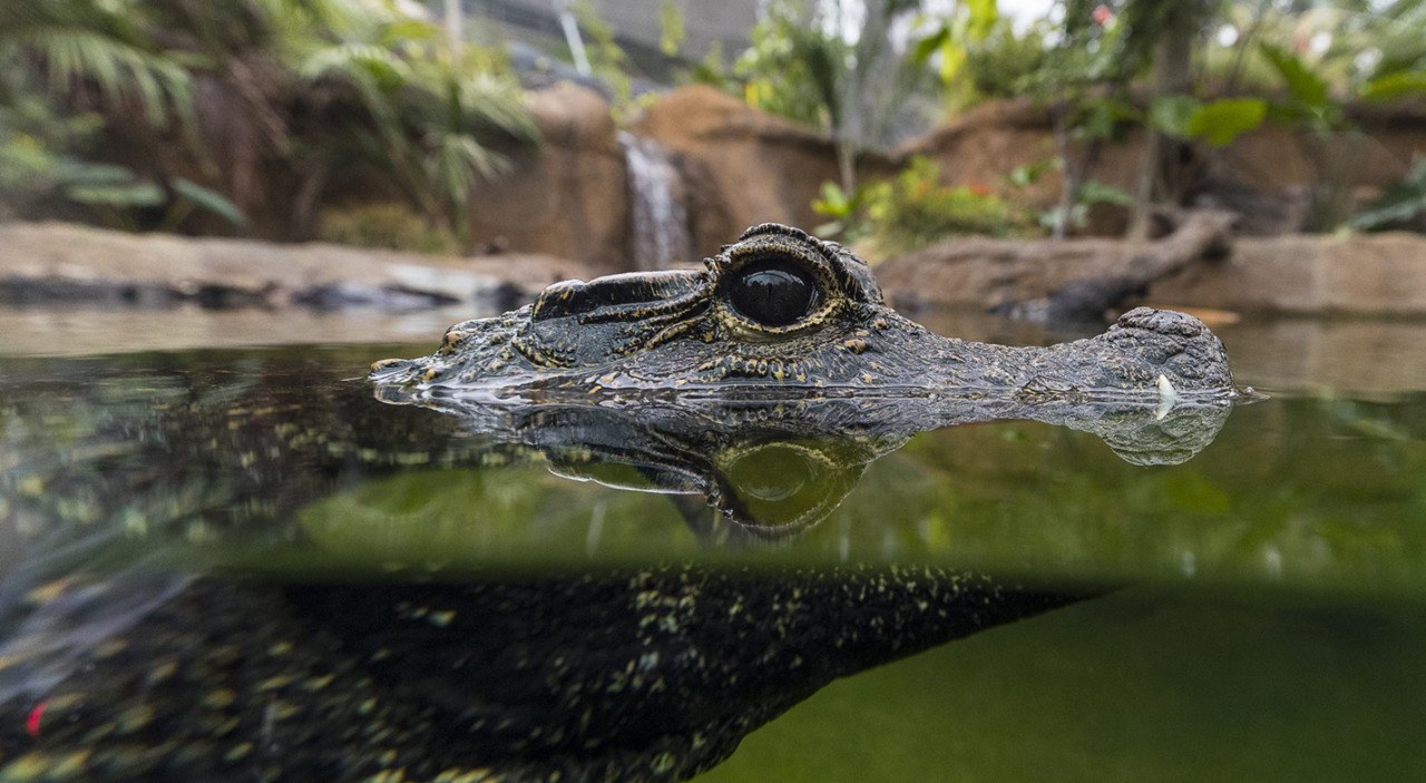 West African dwarf crocodile