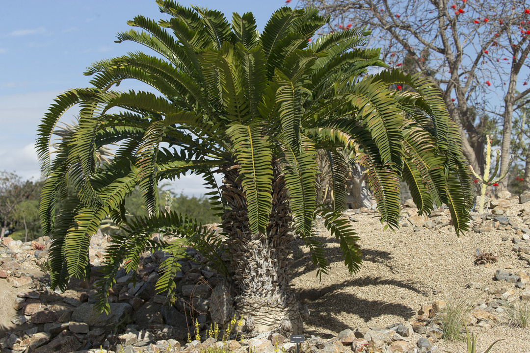 Some critically endangered and highly unusual cycads are found in the African Garden, including this Encephalartos woodii.