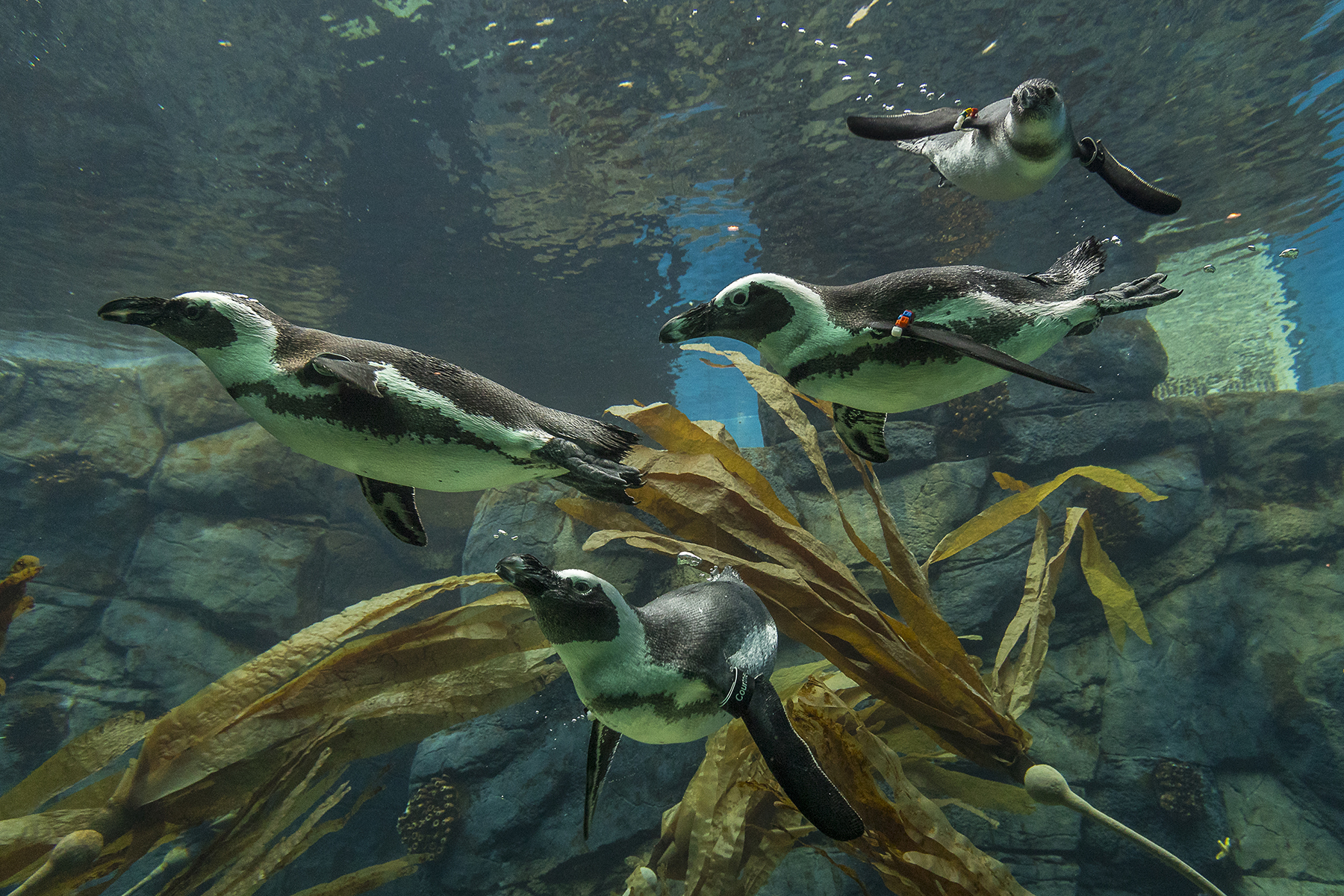 The African penguin habitat in Cape Fynbos provides a deep and long pool, a pebbly beach, and nesting areas for the penguins. It also provides visitors with up-close views of the penguins, both above and below the water.