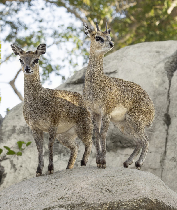 Dainty and diminutive klipspringers are masters of boulder climbing.