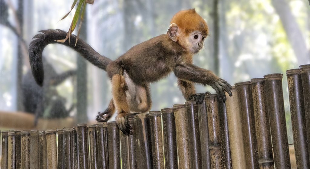 When a François’ langur monkey named Chi was born on February 28, 2017, animal care staff realized that his mom, 4-year-old Mei Li, had rejected him and failed to nurse him. Though this species practices alloparenting, where all members of the group participate in rearing their young, the other langur group members had also decided to not take care of the baby. That did not deter animal care staff, and they worked to reintroduce Chi to his family. They gave Chi supplemental feedings, and every day they did introductions to see if Mei Li would accept her baby. After about 10 days, she did—and the animal care team and Mei Li were able to raise active little Chi together.