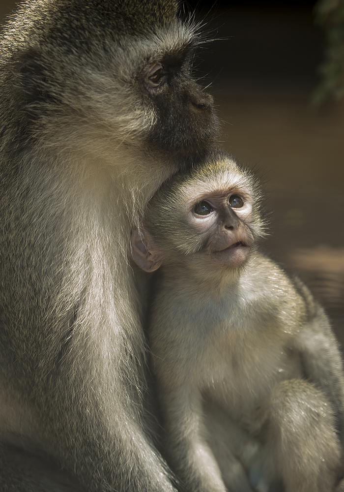 When vervet monkey Louise gave birth to Mosi Musa in June 2017, he was her first baby—and she was little overwhelmed. She wasn't caring for him, so the animal care team stepped in to feed him.

But Thelma, another adult female in the social group, appeared to be fascinated by the infant, and that gave the team an idea: maybe Thelma would help them co-raise Mosi Musa.

Thelma (seen here with the thriving Mosi Musa) couldn’t feed the infant, because she wasn’t lactating, so the animal care team bottle-fed and burped him. Then, they handed him over to his adoptive mom, who provided the kind of cuddles, hugs, protection, and socialization that only a mother monkey can give. 