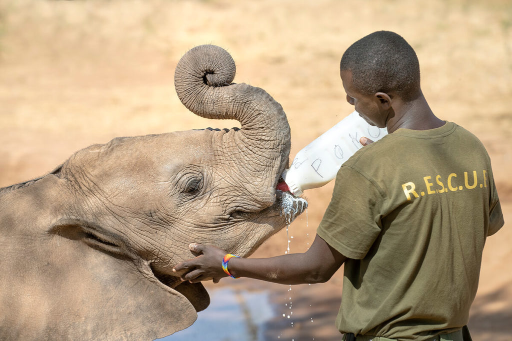 Orphaned by poaching, habitat loss, or drought, the elephant calves that come to the Reteti Elephant Orphanage need medical attention, regular bottle feeding, a lots of care and compassion.