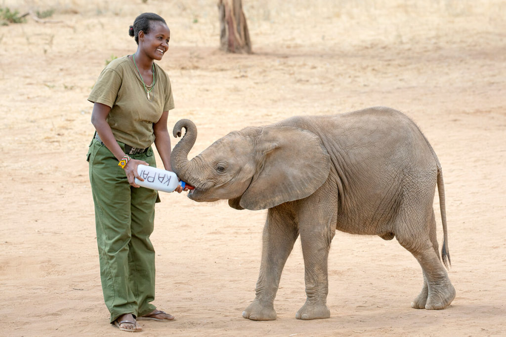 A member of the Reteti Elephant Orphanage staff feeds one of her charges.
