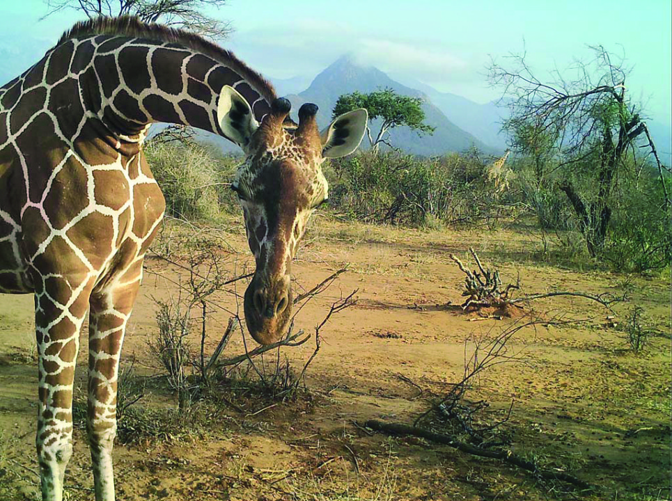 One of the trail cameras snapped this photo of a curious giraffe.