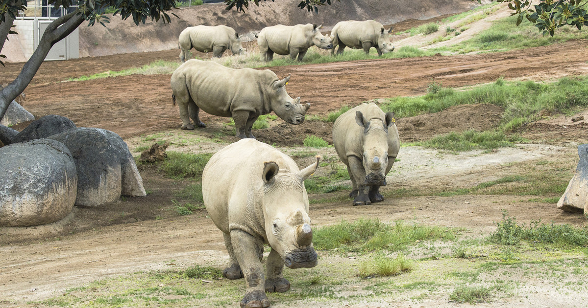 2017 rhino rescue center 1 | San Diego Zoo 100