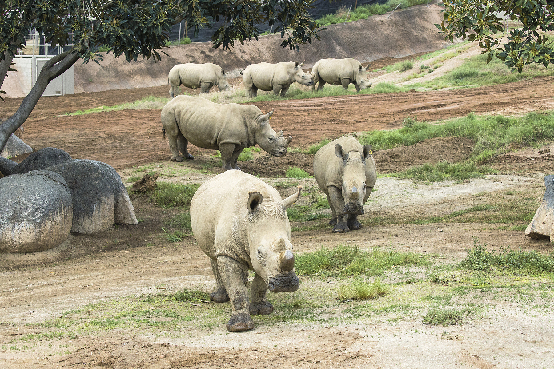 Six female southern white rhinos were brought from a reserve in South Africa to live at the Rhino Rescue Center and help researchers determine if assisted reproductive techniques could work with rhinos.