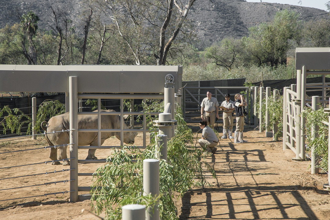 The Nikita Kahn Rhino Rescue Center at the Safari Park gives animal care staff and researchers opportunities to learn about rhinos in ways that would not be possible in wild settings.