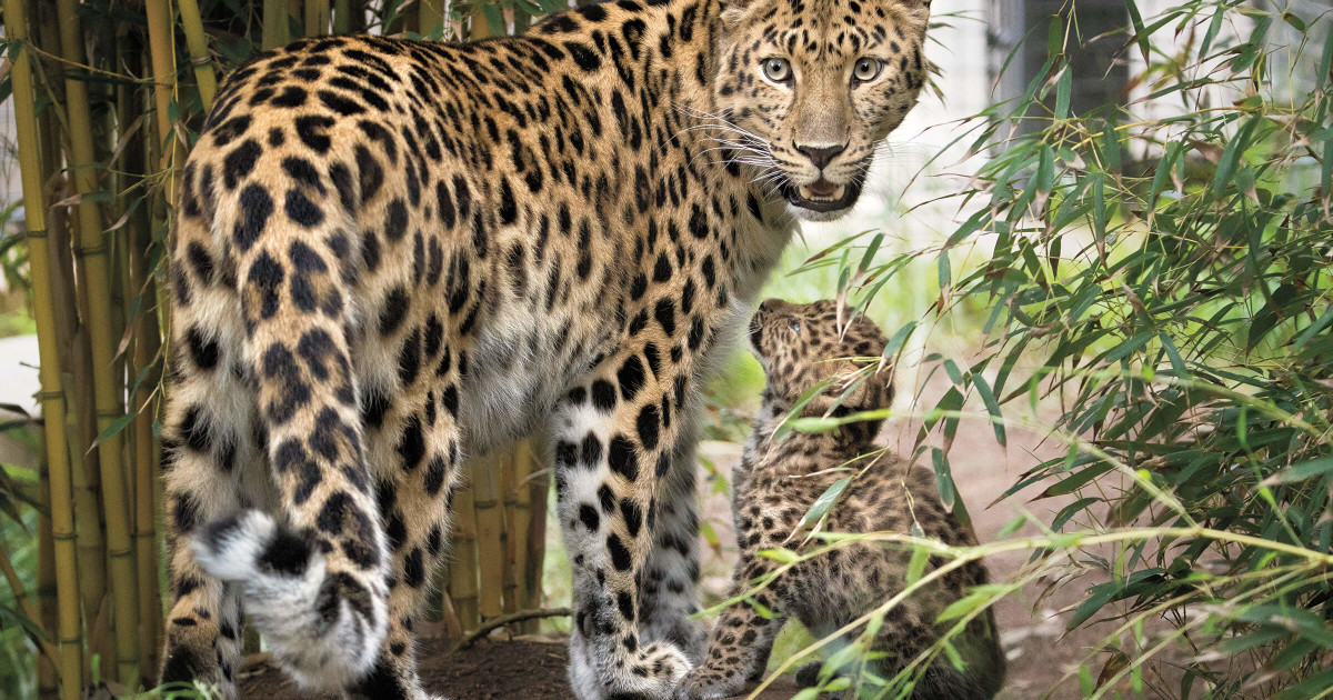 2018 Amur leopard cubs 1 | San Diego Zoo 100
