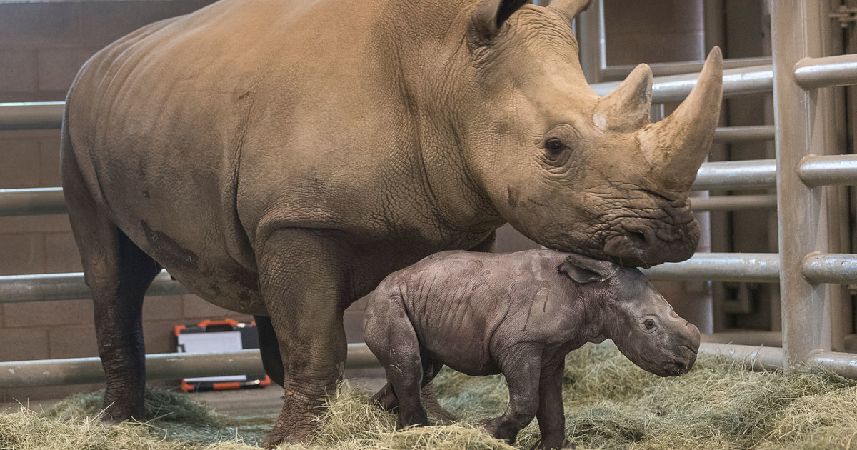 2019 Edward rhino 1 | San Diego Zoo 100