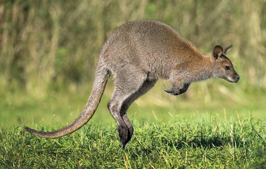 Red-necked wallaby