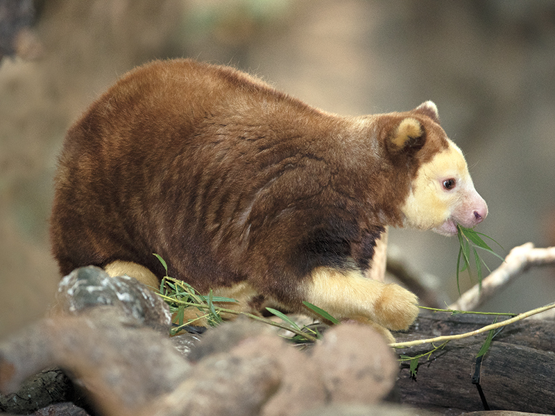 Matschie tree kangaroo