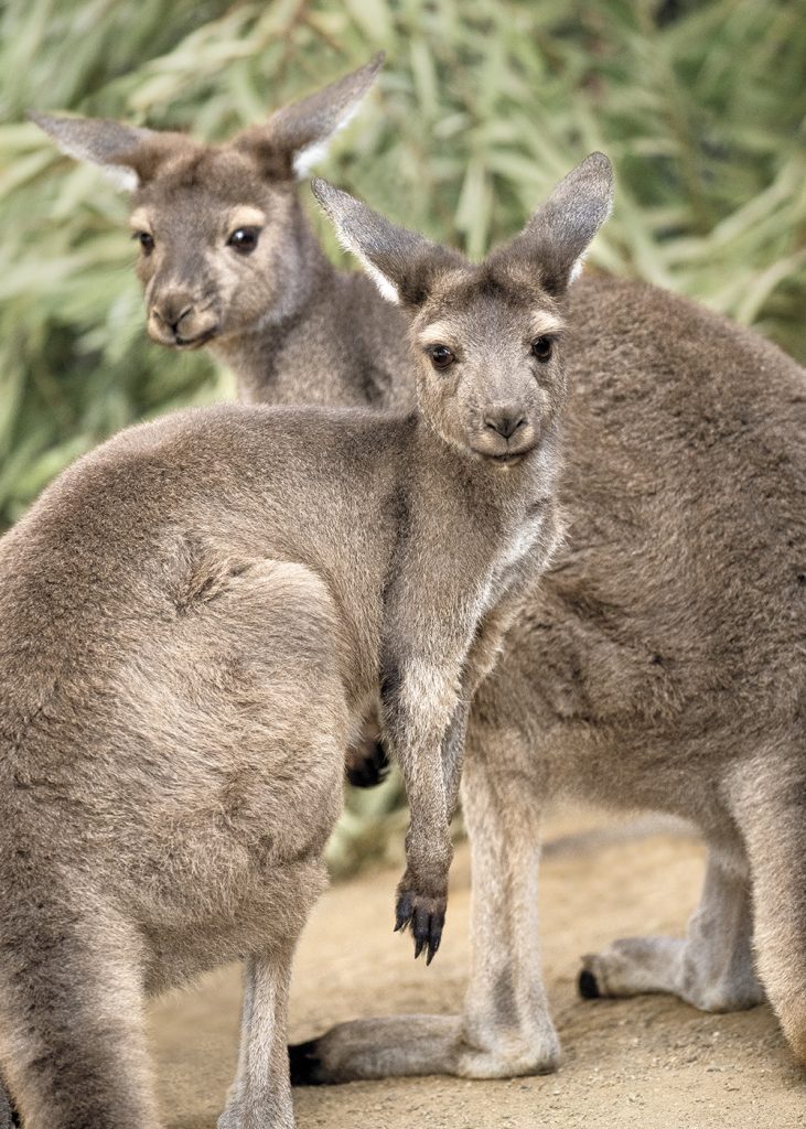 Gray kangaroos