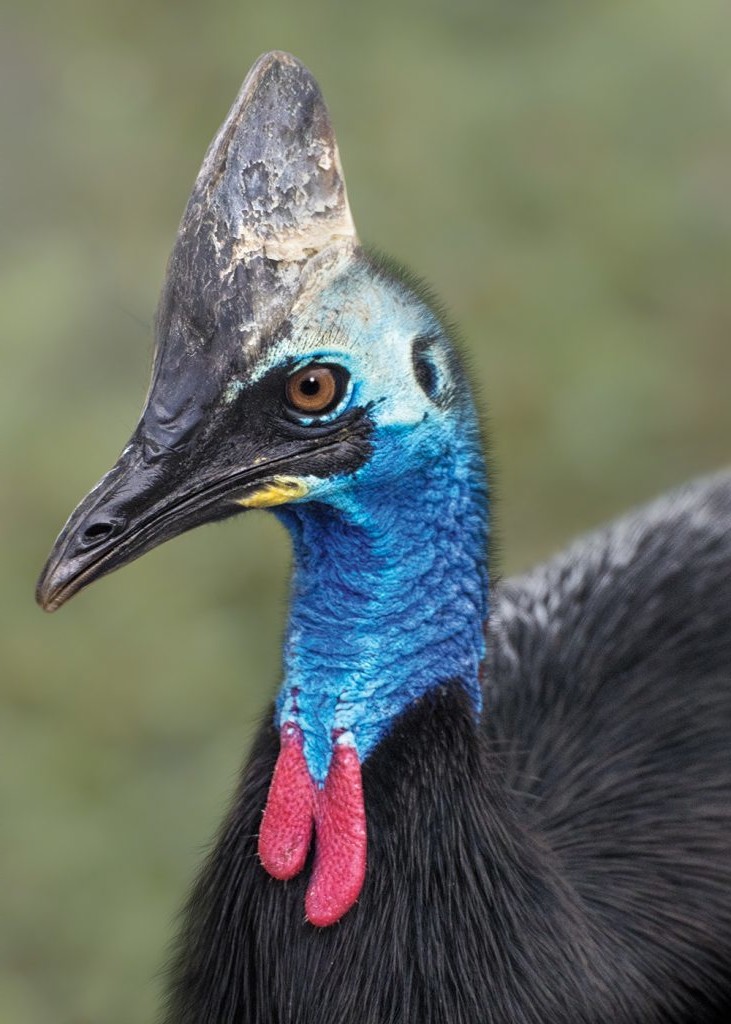 Cassowary