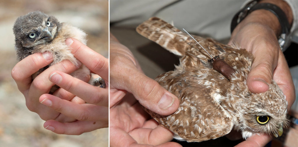 Left: A researcher checks on the health of a burrowing owl chick. Right: Adult burrowing owls are fitted with transmitter 