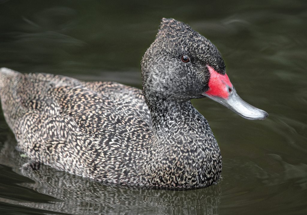 Freckled duck