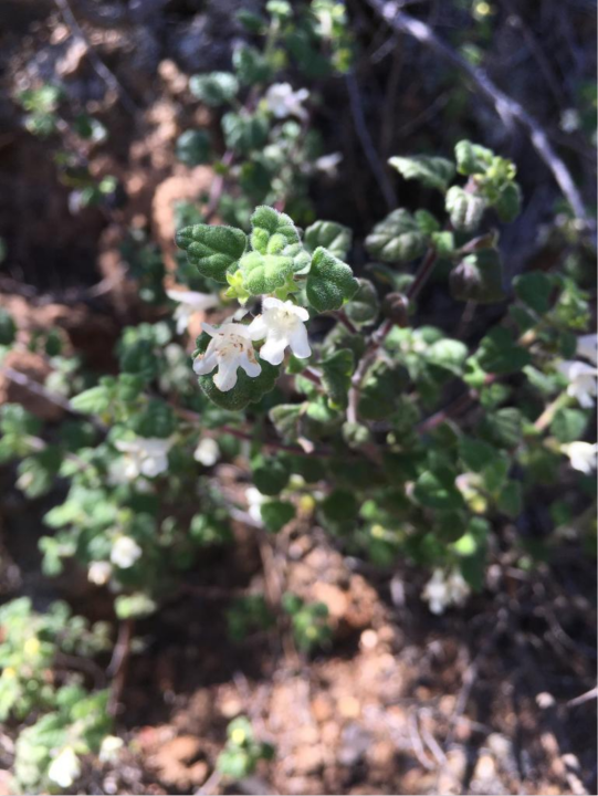 San Miguel savory Clinopodium chandleri is a member of the mint family (Lamiaceae) with small white flowers and peppermint scented foliage. There are roughly 30 populations known to exist in the United States, and almost all of them occur in San Diego County. This is a G2 species, meaning it is imperiled throughout its global range, and it’s threatened by recreational activities, invasive plants, increased fire frequency, and climate change.