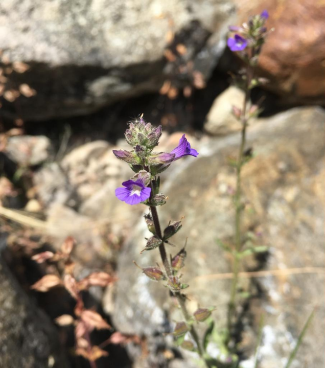 Stemodia durantifolia is a plant that clings to life on rock faces and in the cracks of large boulders along our dry river washes. In California, it is only found in San Diego and Riverside Counties, though it’s also found in Arizona and northwestern Mexico. It is considered rare and threatened in California, known from just 20 occurrences, and seed has never been collected for long-term conservation. The Seed Bank team hiked up a long, rocky mountain wash to gather seeds to ensure we have this beautiful plant represented in our seed bank.