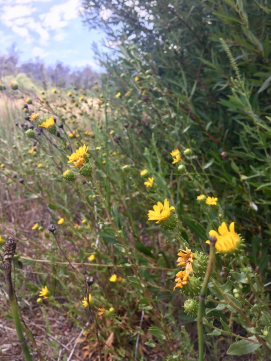 San Diego gumplant Grindelia hallii is a member of the sunflower family and is only found in San Diego County. There are around 60 known populations, and we made a seed collection from two different populations this year, from locations between 4,200 and 4,500 feet above sea level. The species is designated a G2 species that has never been conserved ex-situ, making our two seed collections an important first step in the long-term conservation of the species.