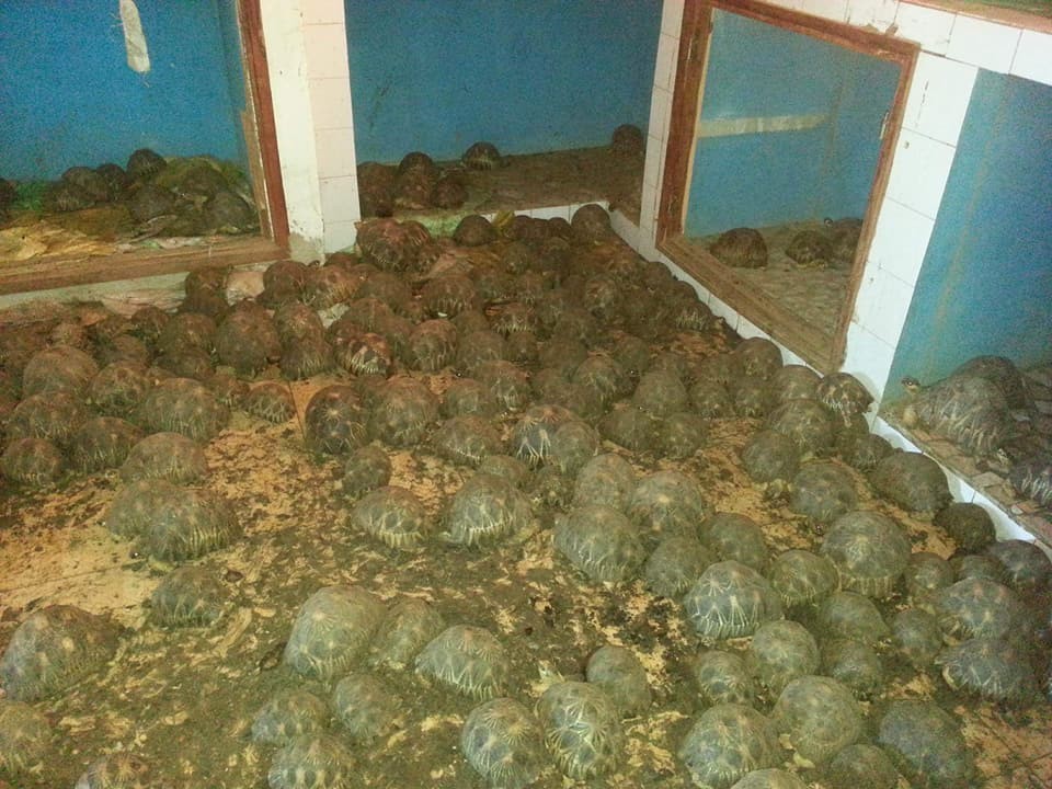 The tortoises were found in terrible conditions and in dire need of help. Some did not survive, but the team was able to save a large number of them.