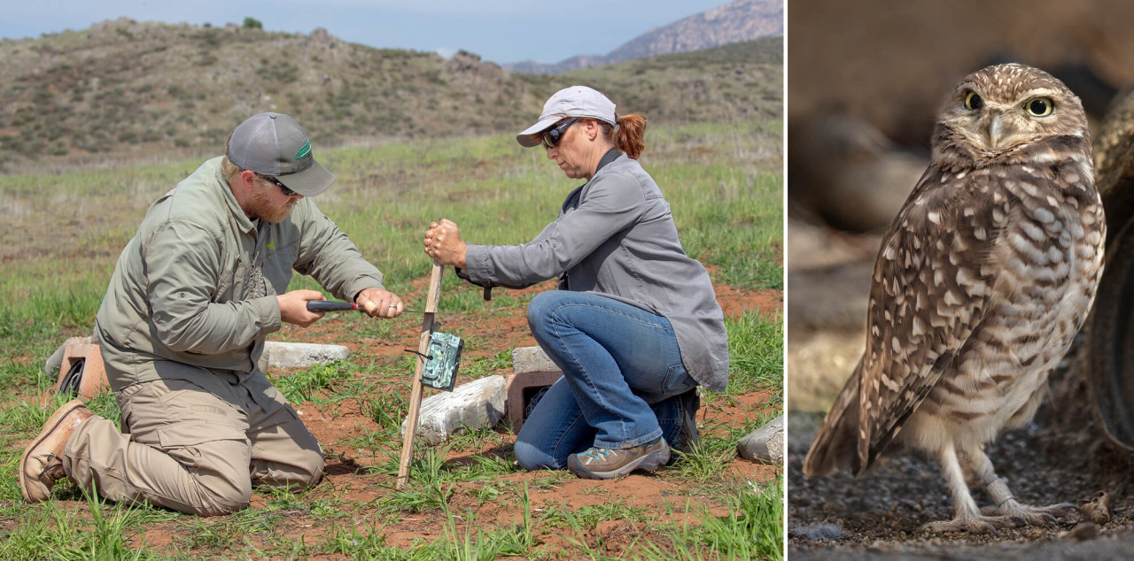 Left: Researchers installing one of the trail cameras outside of a burrow. Right: One of the adult owls in the Otay Mesa group.