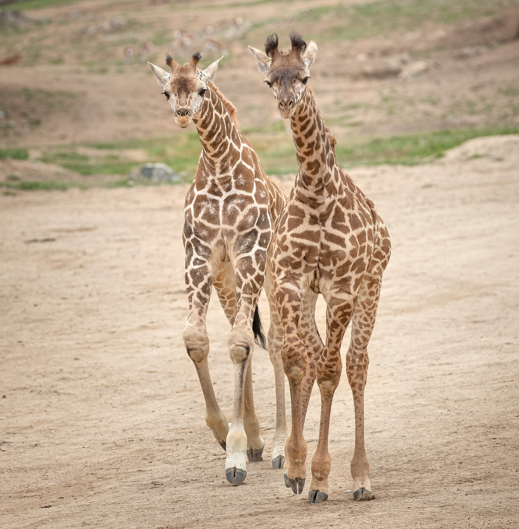 The Force Is Strong With These Two San Diego Zoo 100   2019 Obi Left And Yohda Giraffes 