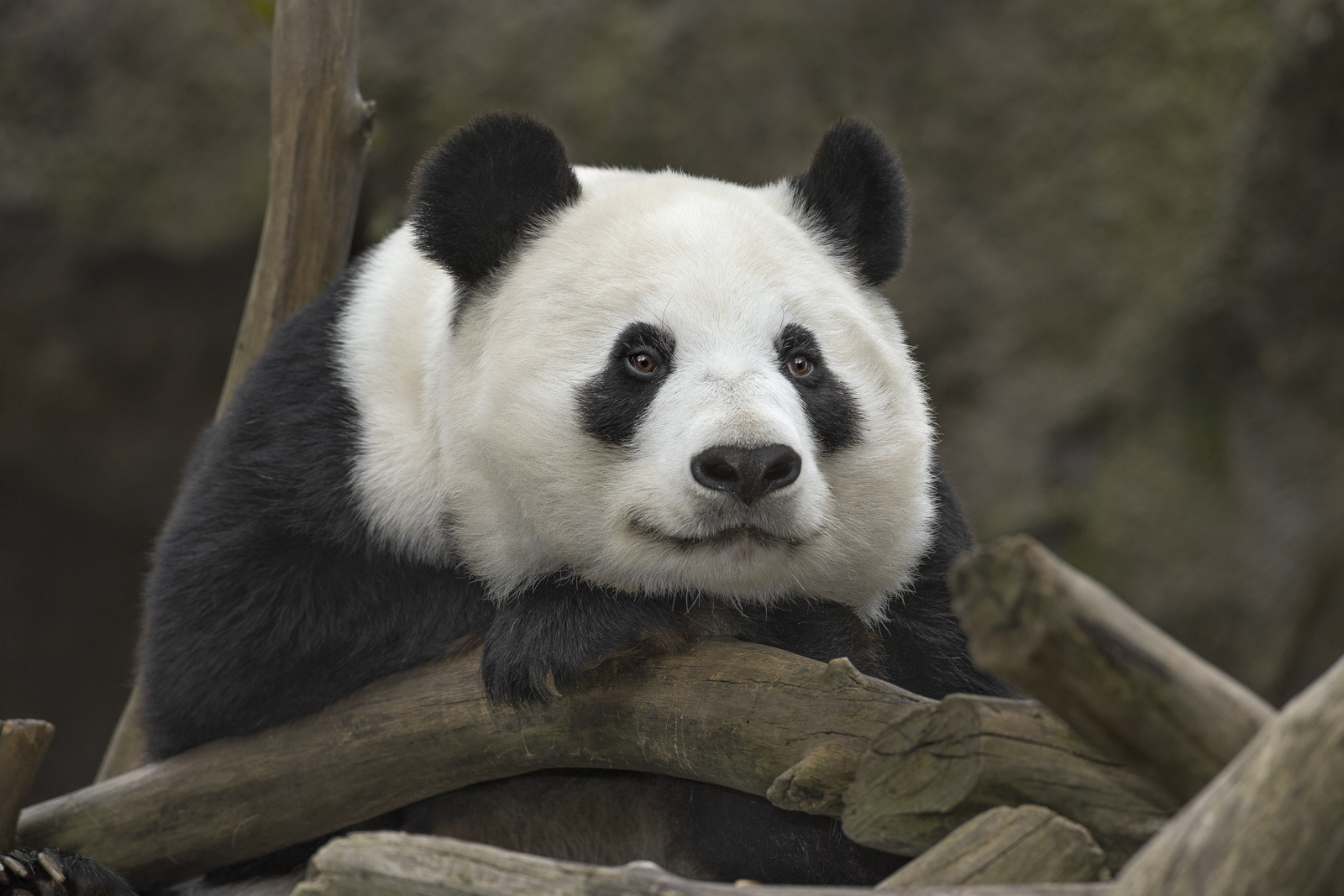 Bai Yun, the 27-year-old female giant panda (seen here), and her son, 6-year-old Xiao Liwu, returned to their native land in China on May 16, 2019. Keepers who traveled with them reported that they had a smooth trip, and both were doing well when moving into their new home at the Dujiangyan base in Sichuan province of the China Conservation and Research Center for the Giant Panda.