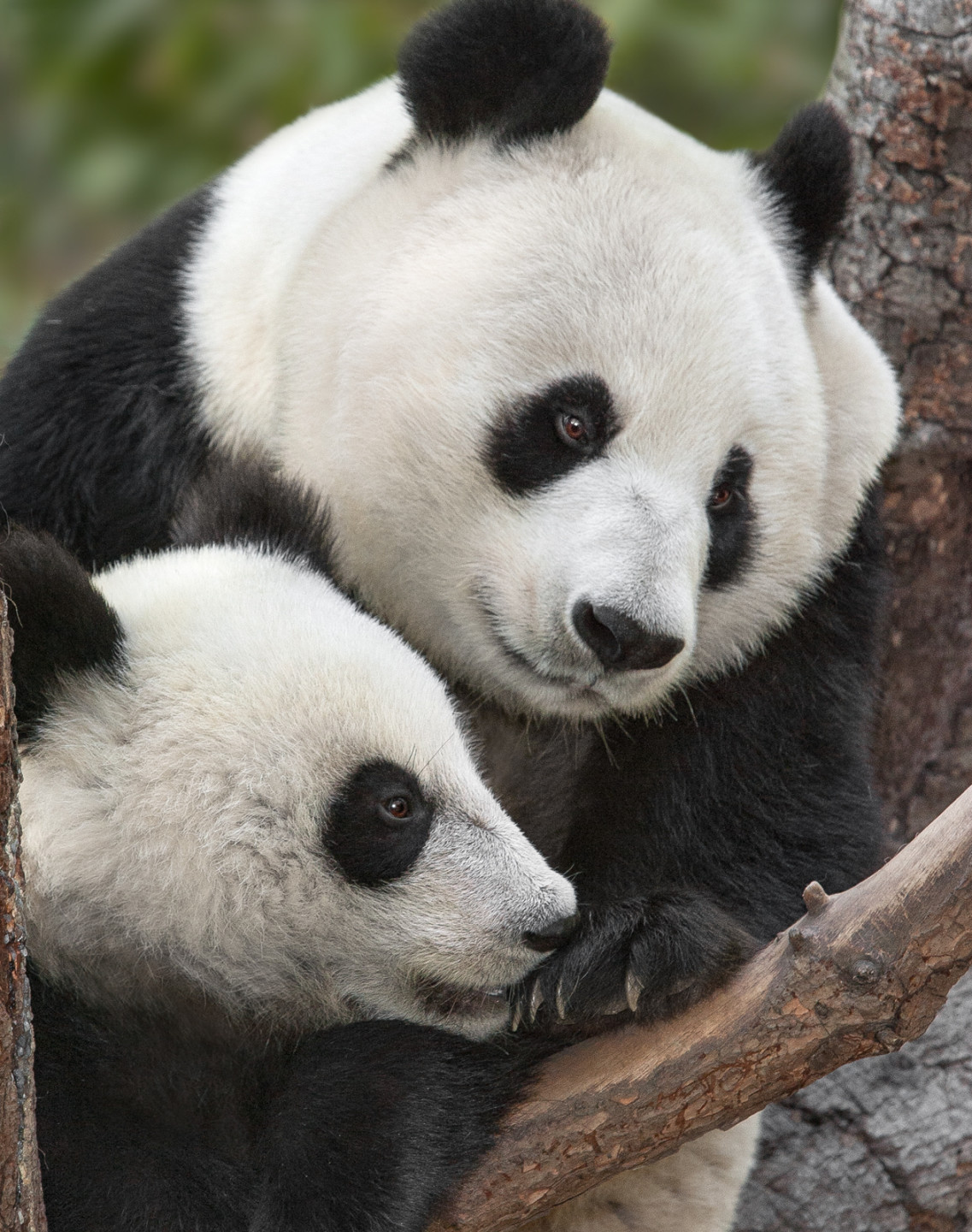 Through the persistent efforts of scientists, animal care, and public outreach specialists, the San Diego Zoo Giant Panda Team dedicated itself to improving the plight of giant pandas through the application of scientific findings to panda management, and engaging the public in the plight of this once-endangered conservation icon. They had an unparalleled opportunity to study this rare and elusive bear to a level of detail rarely experienced in wildlife science.  And through long-term collaboration with the panda team in China, they were able to extend studies to the panda breeding center at Wolong and beyond—to the study of wild giant pandas. The long-term studies of the panda’s behavior and physiology provided important insights into the requirements for successful reproduction, maternal care, and foraging—key elements of both individual survival and population sustainability. (Photo of Bai Yun and Xiao Liwu)

