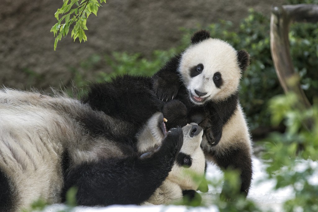 While honoring the terms of the Zoo’s conservation loan agreement with the People’s Republic of China, it was difficult for SDZG and the pandas' many fans to say farewell to the two much-loved giant pandas, Bai Yun and Xiao Liwu (seen here). However, SDZG's conservation efforts on behalf of this iconic species would continue. “Thanks to the work we’ve done, we have met the initial conservation goals we set more than 25 years ago,” said Carmi Penny, director of Collections Husbandry Science at the San Diego Zoo. “Now, we must look to the future with a new set of objectives—and, along with our collaborators in China, we want to build on our conservation successes while attaining a deeper understanding of the giant panda.” 