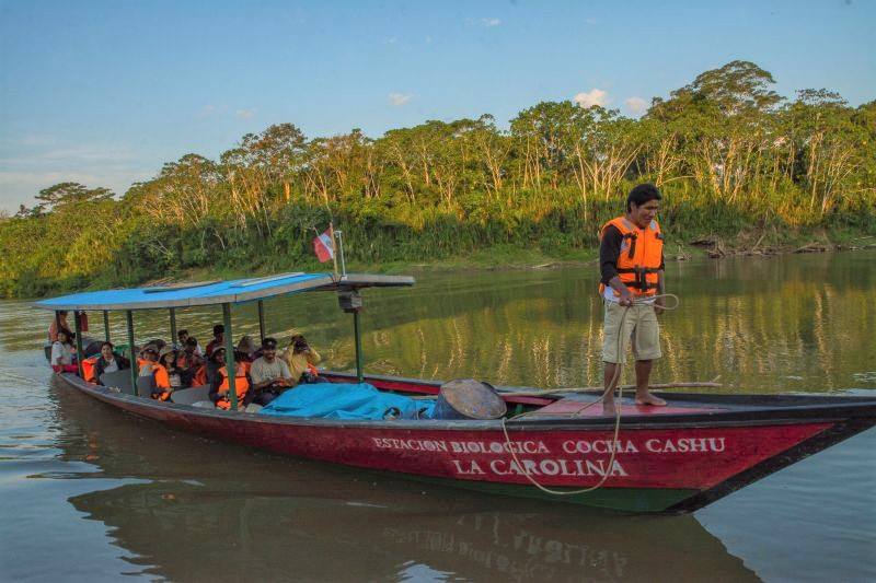 Teeming with biological diversity, Cocha Cashu is a tropical treasure. There is a price for the privilege of studying there, however. The main one is access: you must spend a day on a dirt road and a couple more days on boats to get there. But the journey is spectacular!