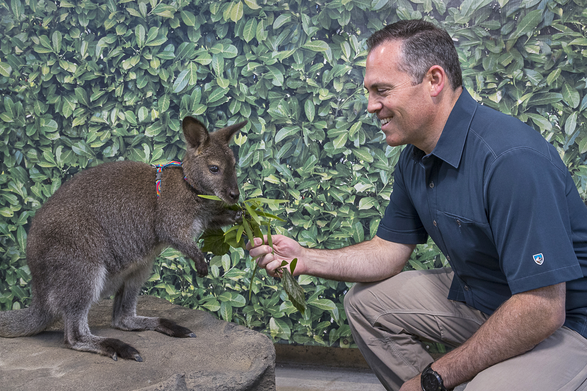 Paul says hello to a wallaby at Walkabout Australia.