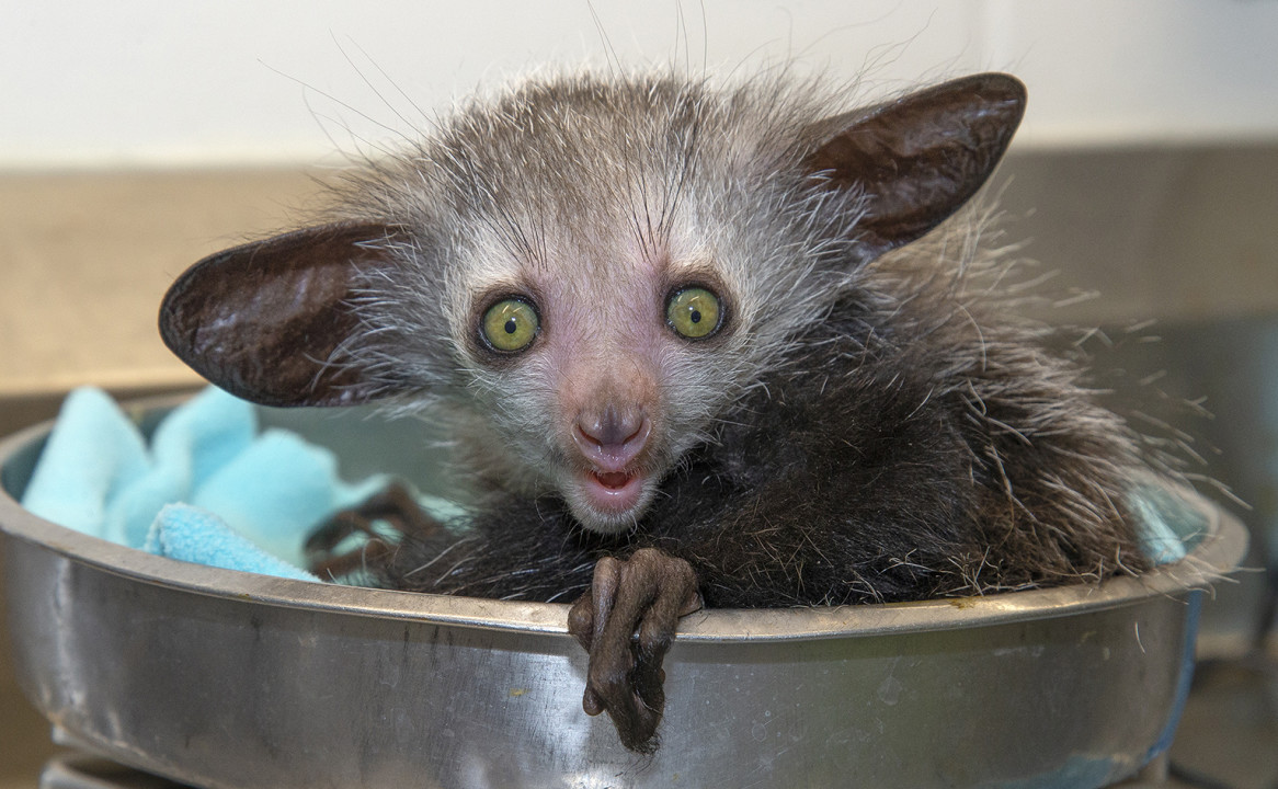 First weigh-in: It’s very important to get a weight on a new aye-aye infant daily for the first few days. This lets the vets and animal care staff know if the newborn is thriving or not. The challenge? To do this, they needed to retrieve the infant from under Styx, weigh him, give him a quick health checkup, then place him back in the nest. Styx was on to the keepers, but was very cooperative with the whole process—and Aloka was doing great!