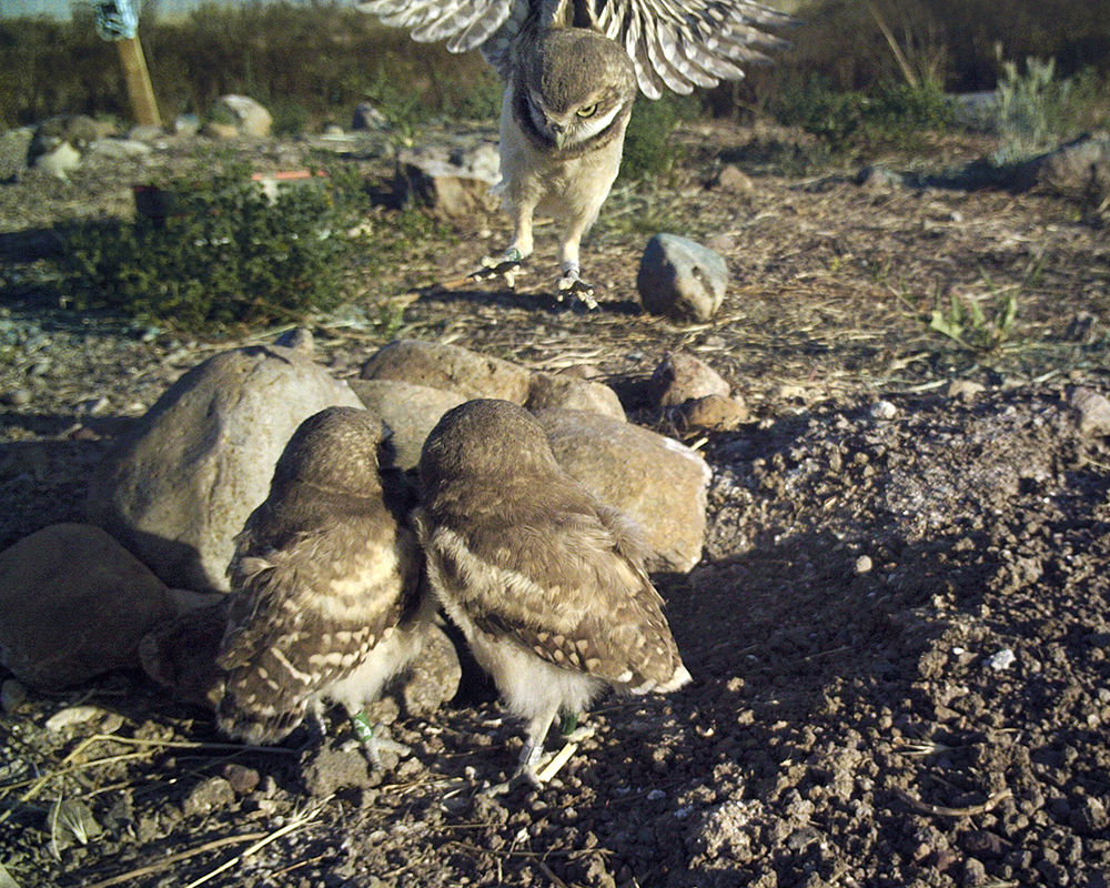 This camera trail photo captured a great view of three fledgling chicks, one practicing its flying while the other two look on outside the burrow.