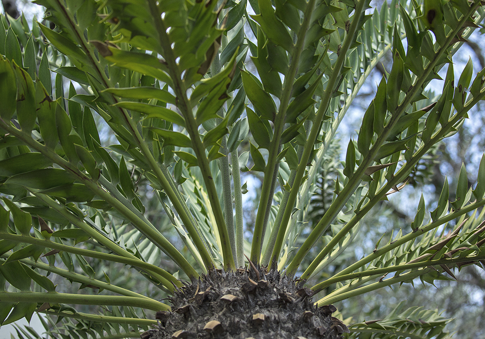 San Diego Zoo Global's cycad collection includes some of the rarest species on Earth.