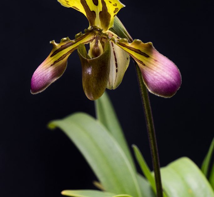 2019_orchid | San Diego Zoo 100