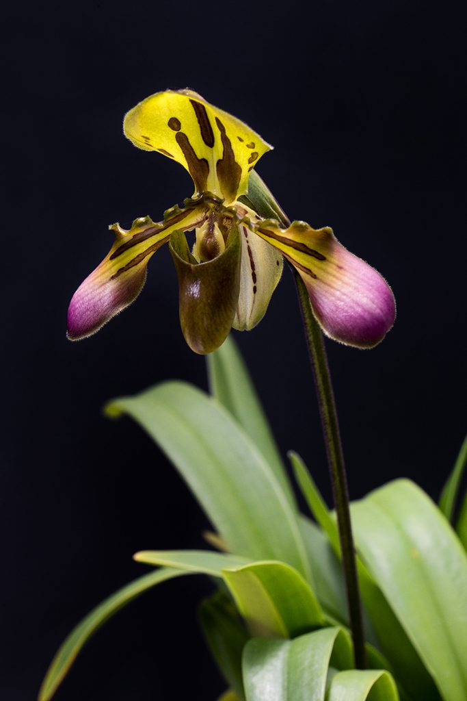 This Paphiopedilum callosum orchid is one of the most confiscated plants at border crossings. San Diego Zoo Global is designated by the U.S. Fish and Wildlife Service as a rescue facility for plants confiscated during illegal trafficking.