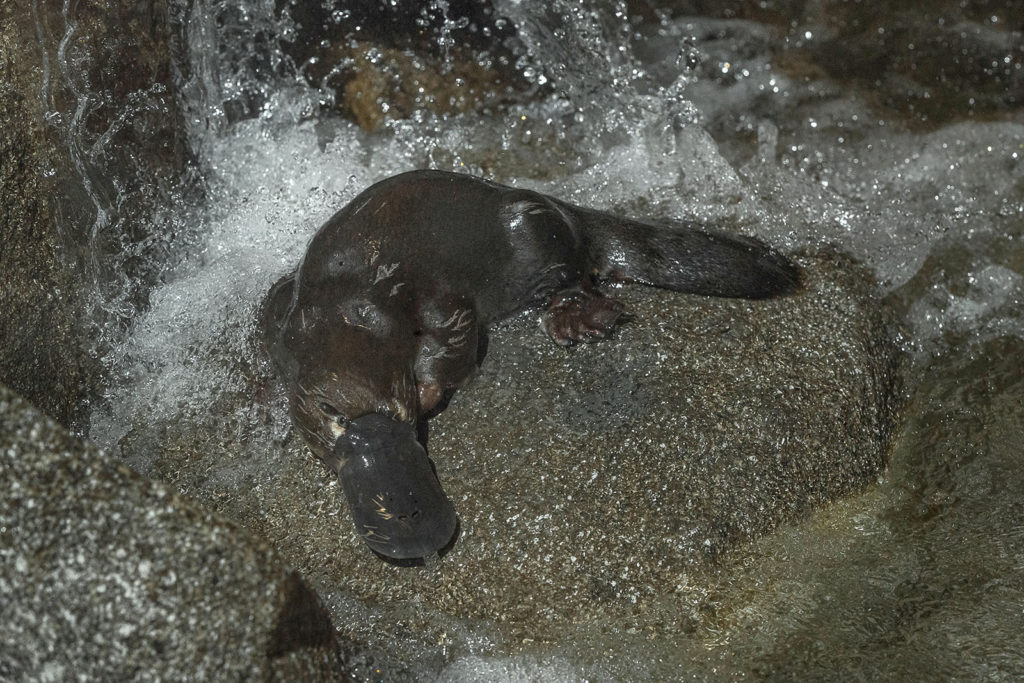 Platypuses are fast and agile swimmers, closing their eyes and ears to dive underwater in rivers and streams and using special electroreceptors in their bill to locate food. They are also good climbers!