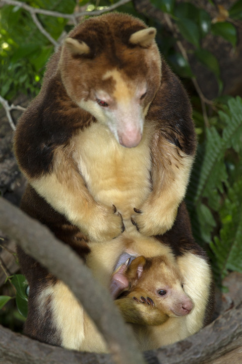 Because Polly is an important member of the Association of Zoos and Aquariums’ (AZA) Species Survival Plan (SSP) breeding program for the highly endangered Matschie’s tree kangaroos Dendrolagus matschiei, keepers took tactile training to a new level. They slowly introduced Polly to an endoscope that would provide glimpses of what was happening inside her pouch.